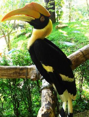Phuket Bird Park