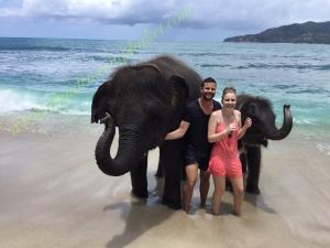 Swim With Elephants